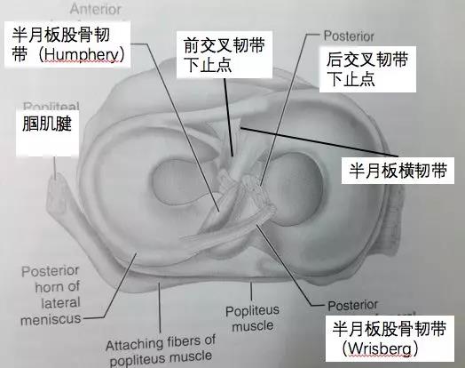 【有声影像园地】磁共振扫描在关节运动损伤诊断中的应用